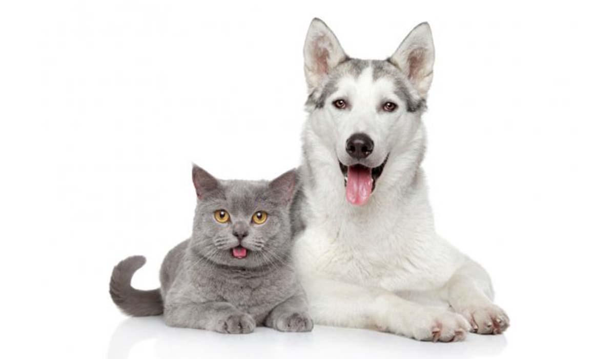 Pet Insurance Is Essential Regardless of Your Pet’s Age